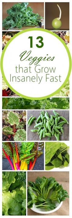 Fast growing veggies